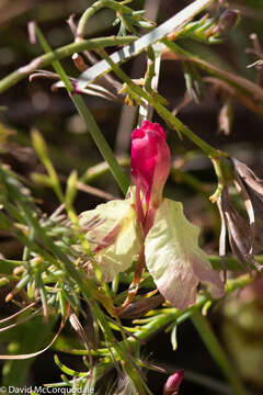 Image of Yellow Leschenaultia