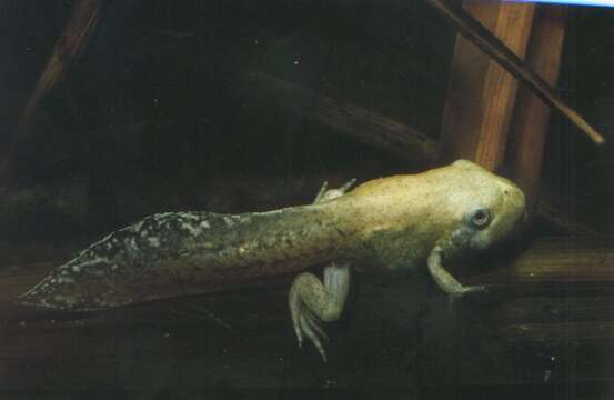 Image of Iberian Spadefoot Toad