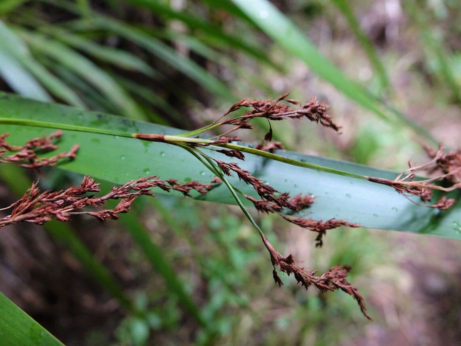 Image of Machaerina sinclairii (Hook. fil.) T. Koyama