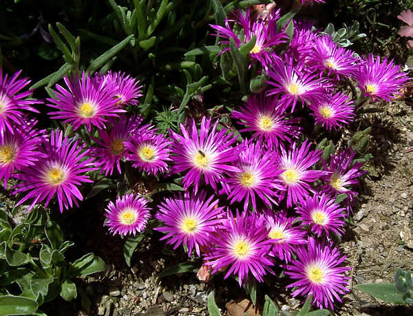 Image of delosperma