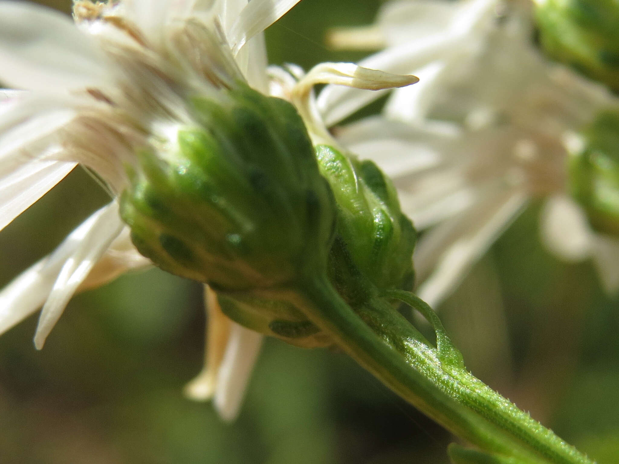 Image of prairie goldenrod