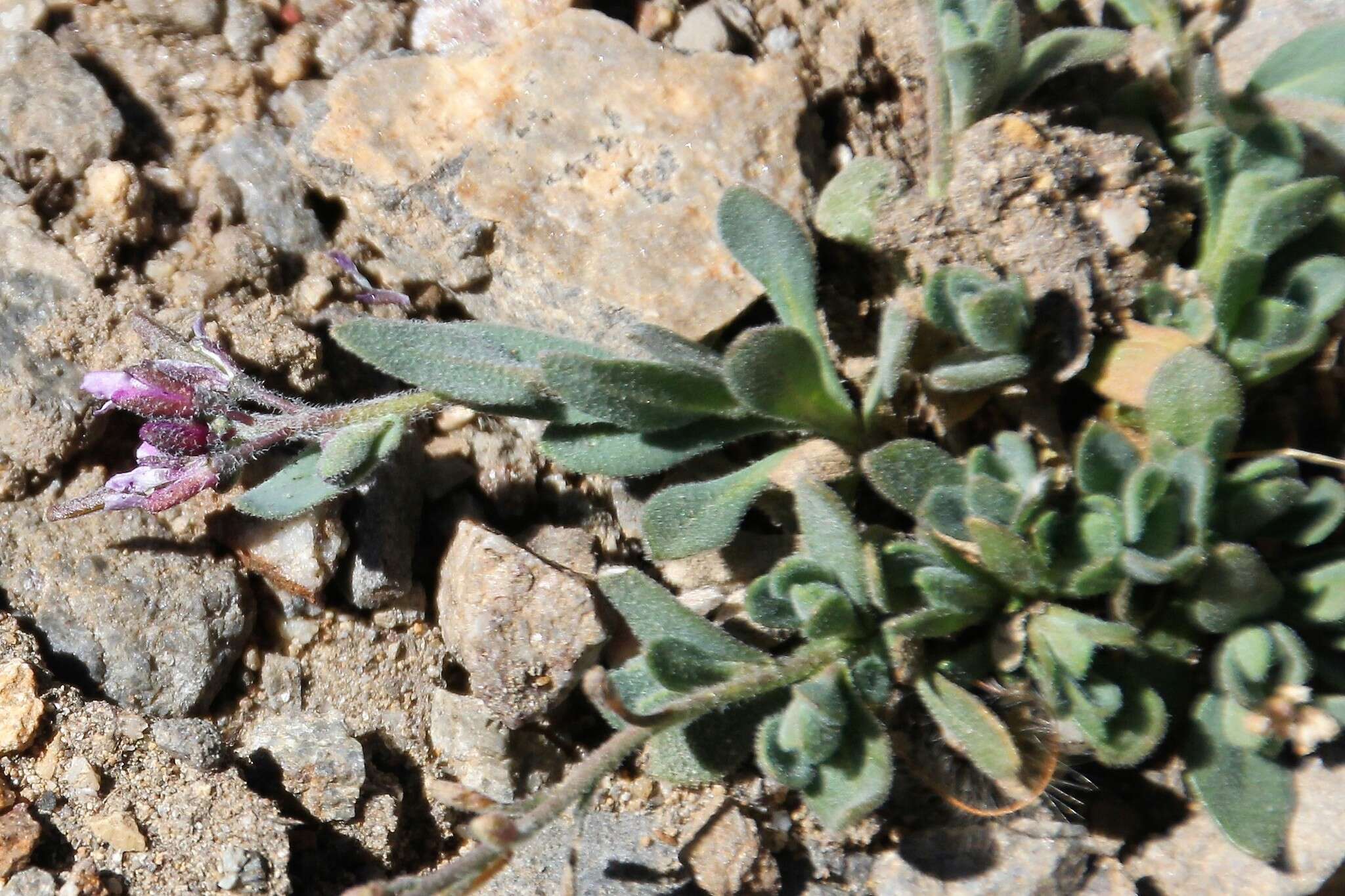 Image of Soldier Rockcress