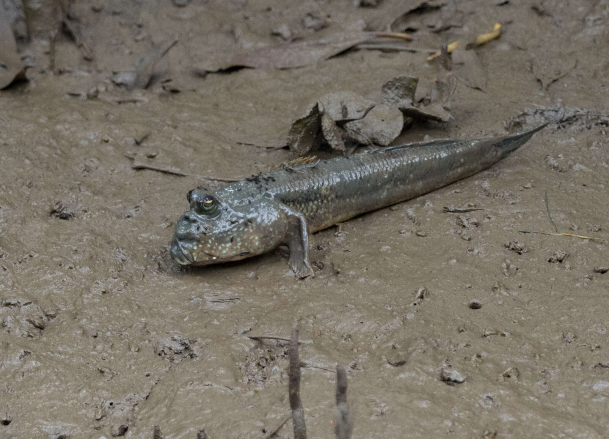 Слика од Periophthalmodon freycineti (Quoy & Gaimard 1824)