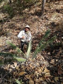 Image of Cycad