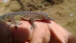 Image of Bogert's Gecko