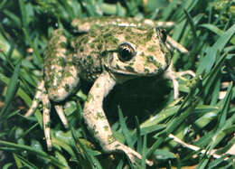 Image of Parsley Frog