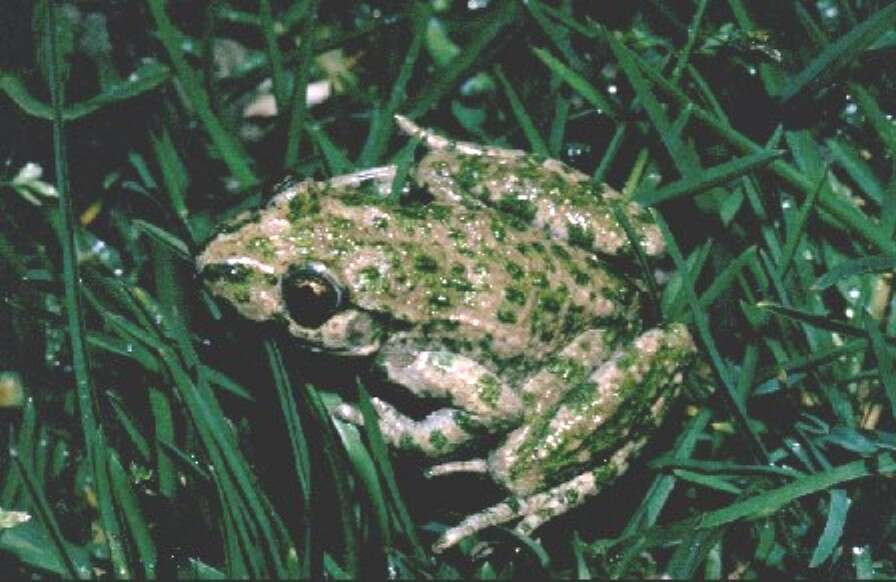 Image of Parsley Frog