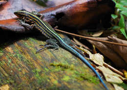 Image of Four-lined Ameiva