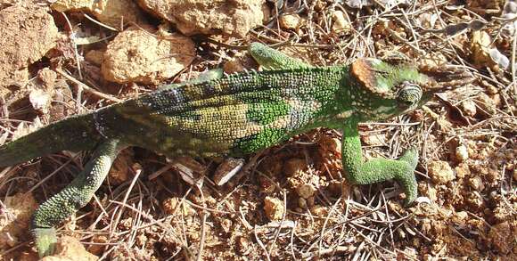 Image of West Usambara Blade-horned Chameleon