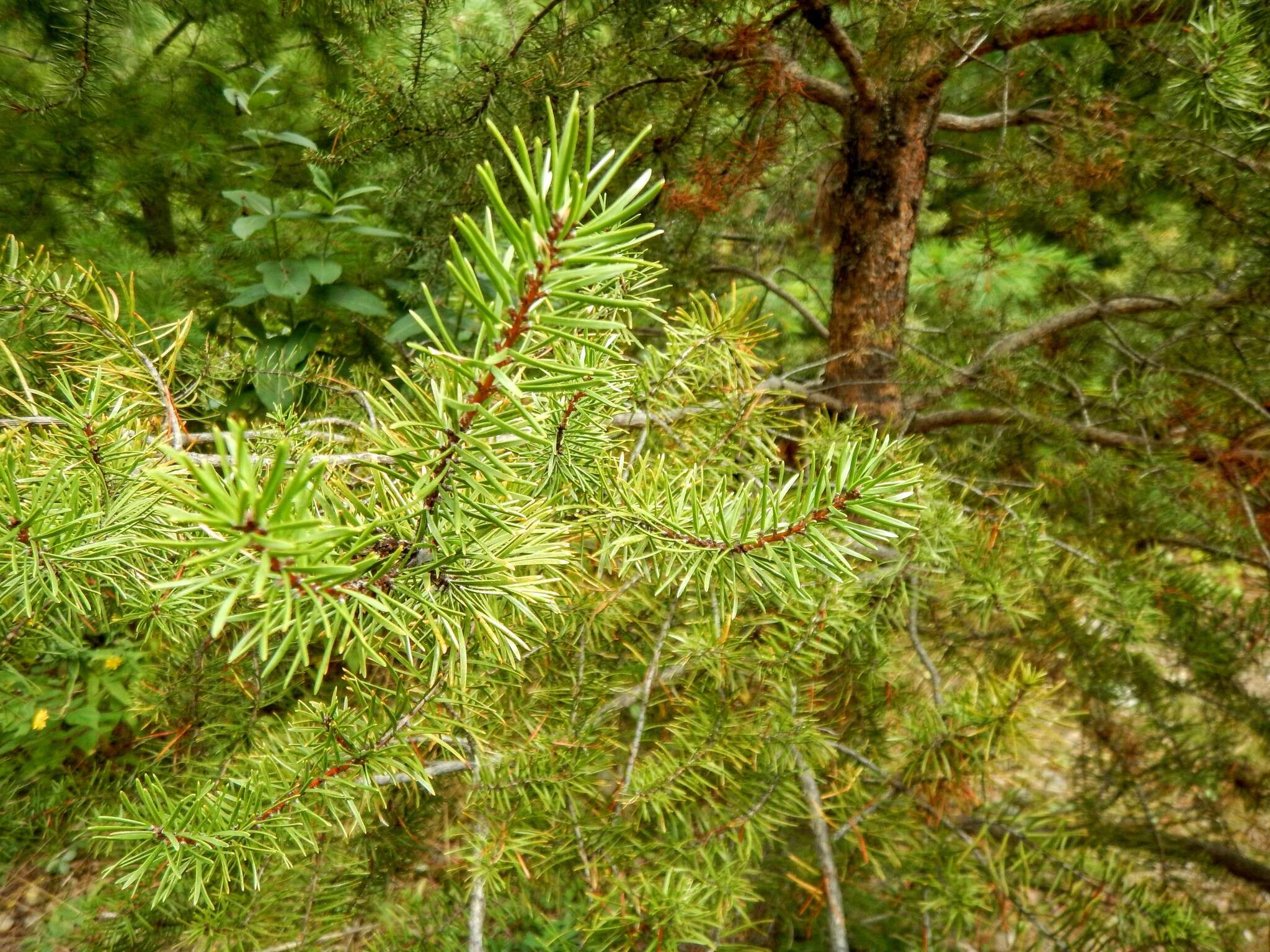 Image of jack pine