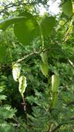 Image of Dioscorea buckleyana Wilkin