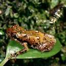 Image of Four-spotted tree cophyline frog (English)