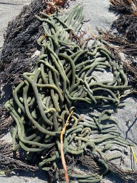 Image of Codium galeatum