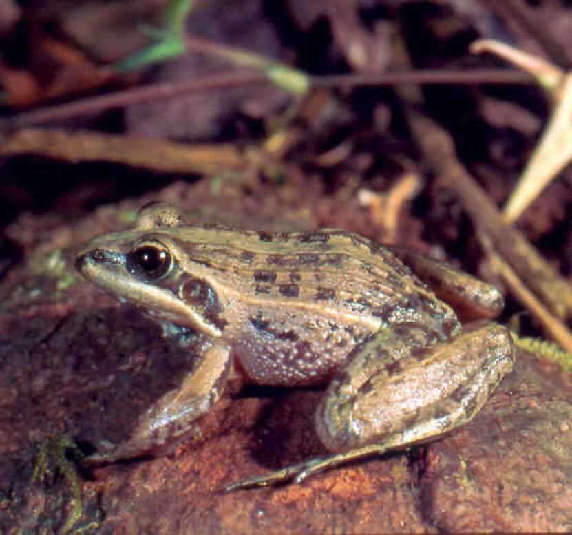 Ptychadena mascareniensis (Duméril & Bibron 1841) resmi