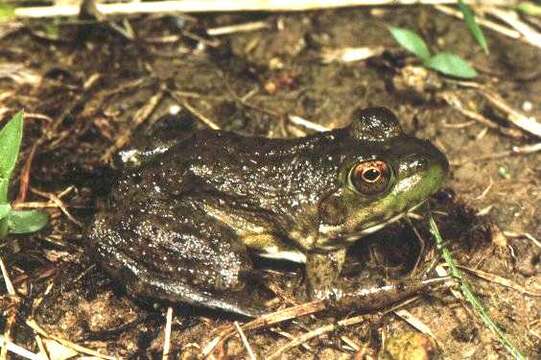 Image of American Bullfrog