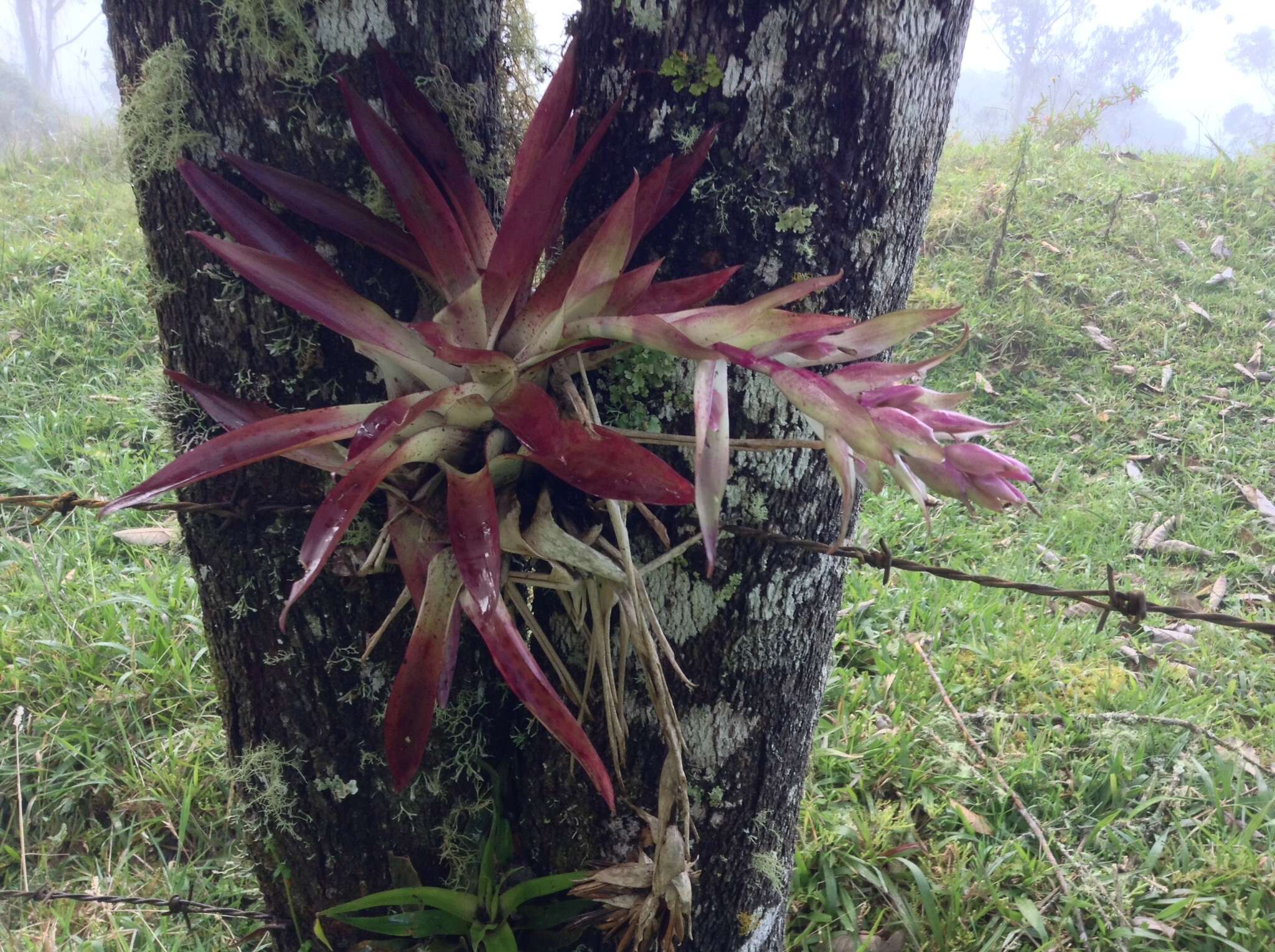 Tillandsia biflora Ruiz & Pav. resmi