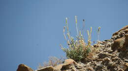 Image of Reseda aucheri Boiss.