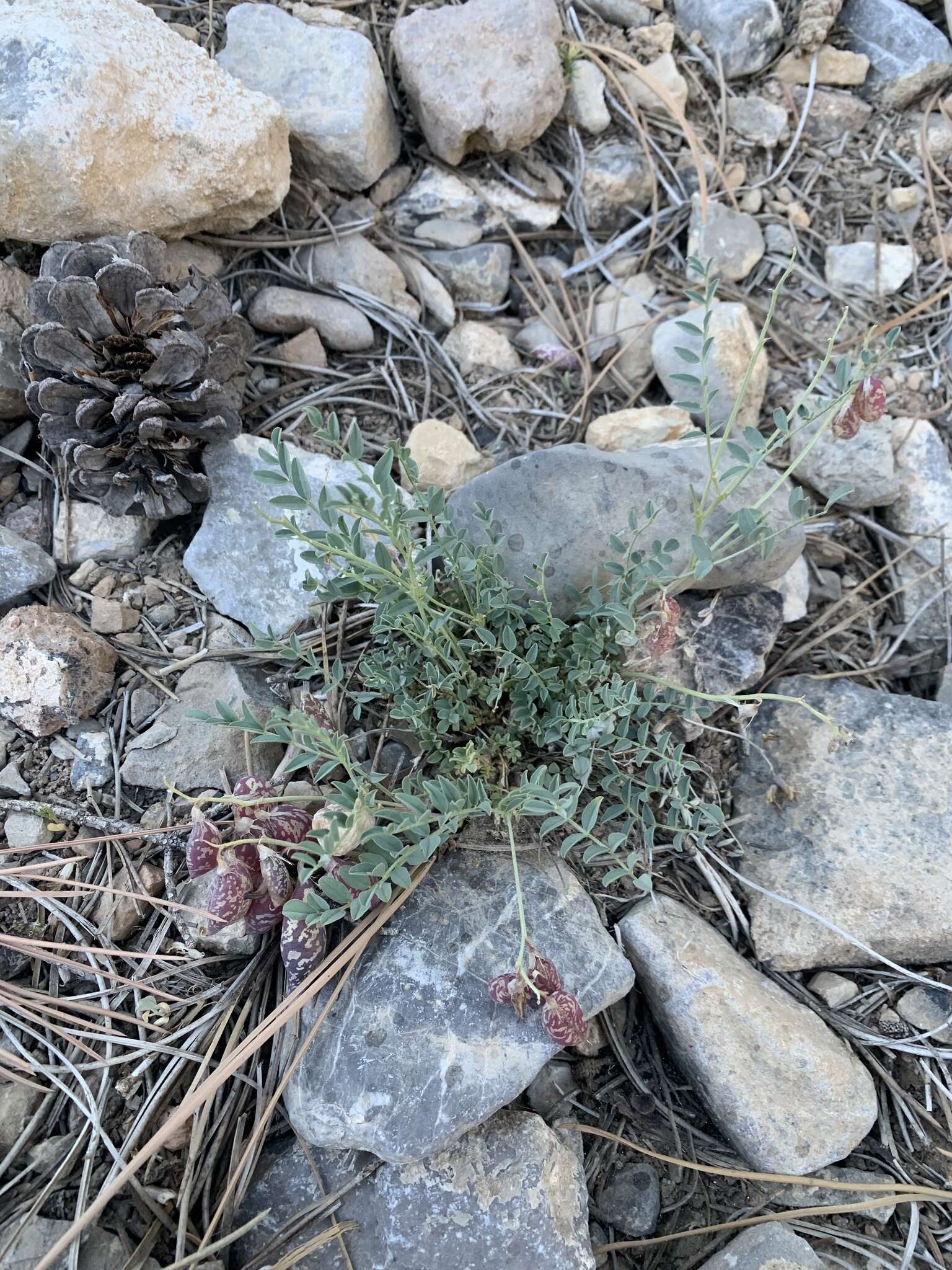 Imagem de Astragalus oophorus var. clokeyanus Barneby