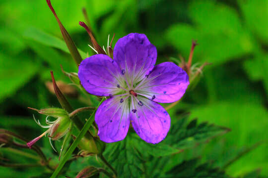 Image of Wood Crane's-bill