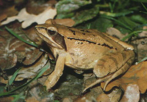 Image of Agile Frog