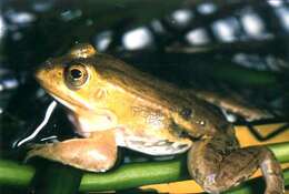 Image de Petite grenouille verte