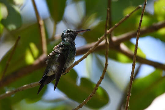 Image of Mangrove Hummingbird