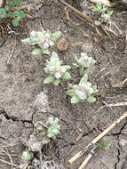 Image of spring pygmycudweed