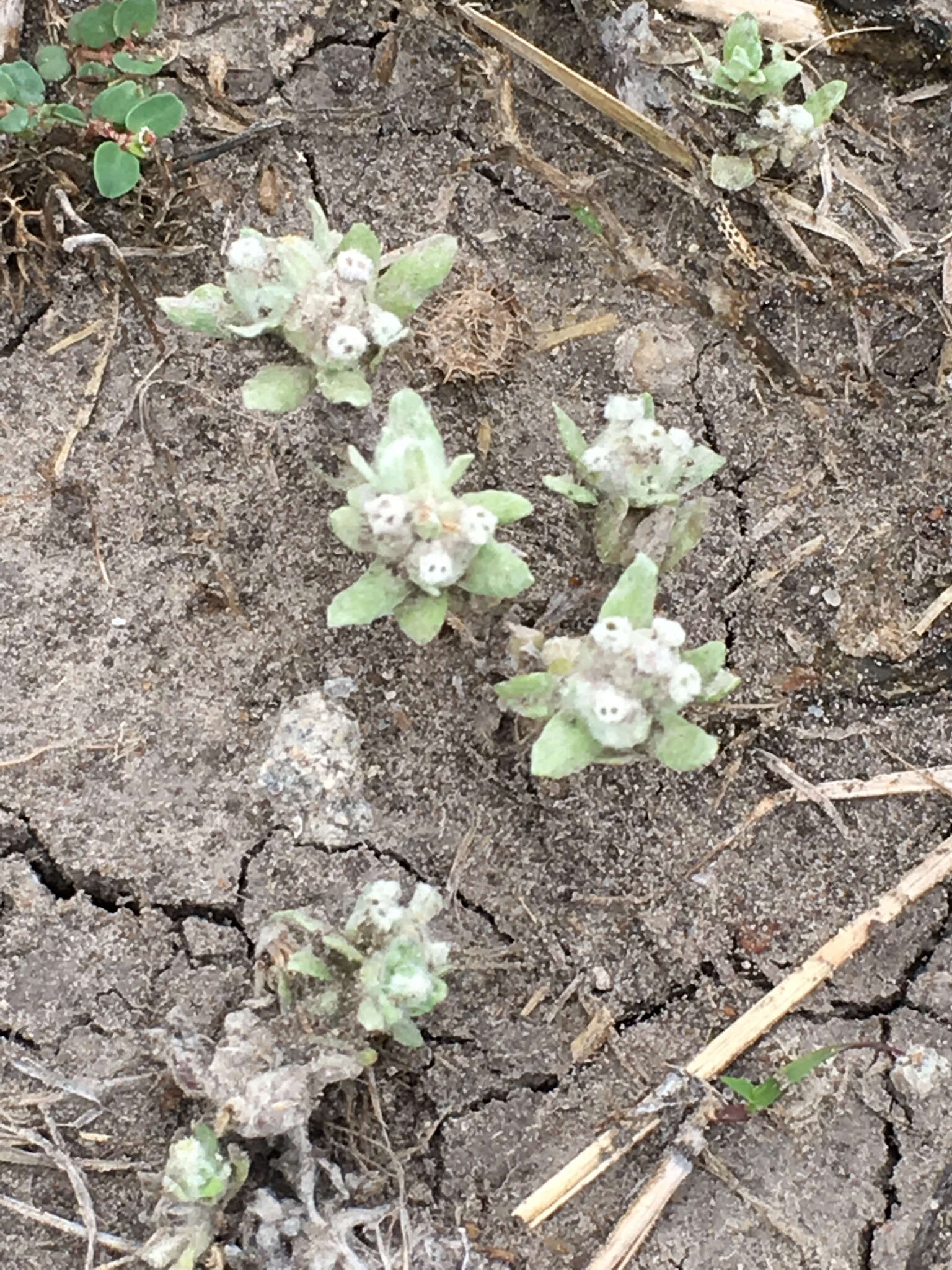 Image of spring pygmycudweed