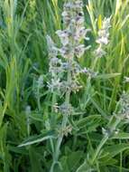 Слика од Stachys albens A. Gray