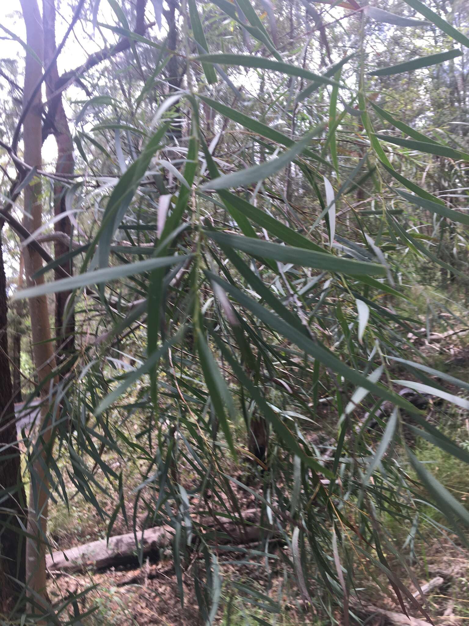 Image of Acacia courtii Tindale & Hersc.