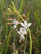 Imagem de Oenothera gaura W. L. Wagner & Hoch