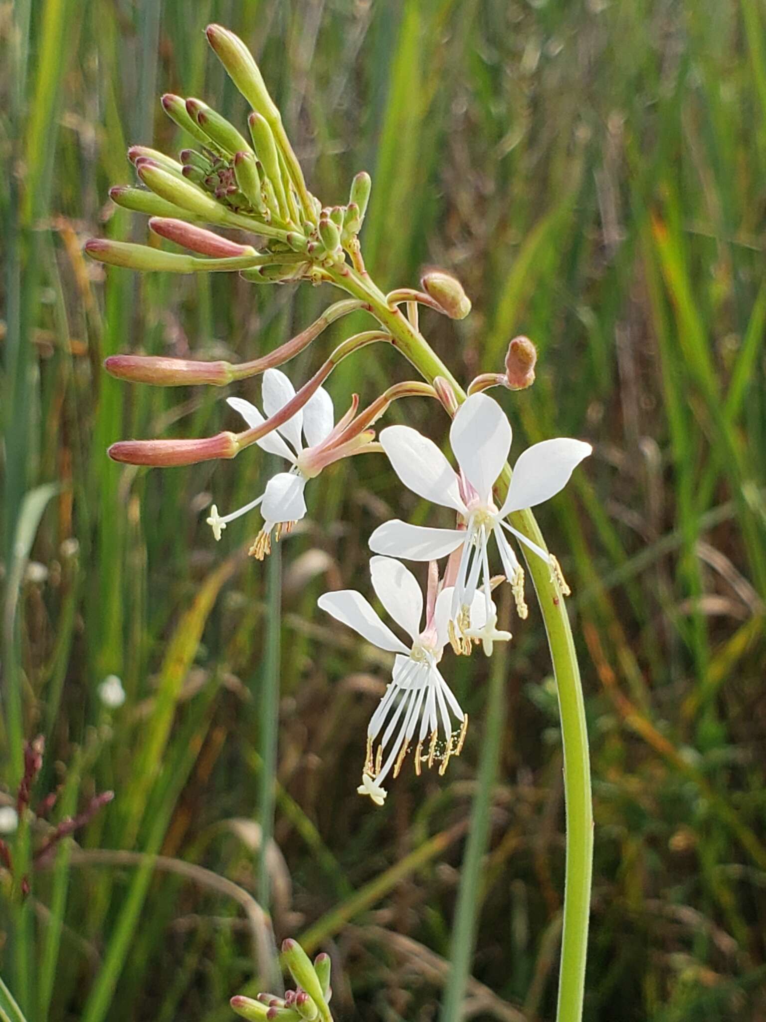 Imagem de Oenothera gaura W. L. Wagner & Hoch