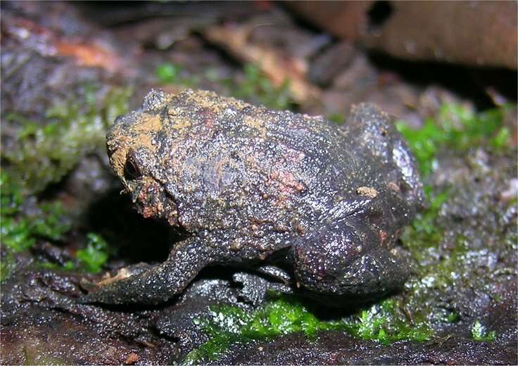 Image of Betampona Digging Frog