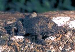 Image of Betampona Digging Frog