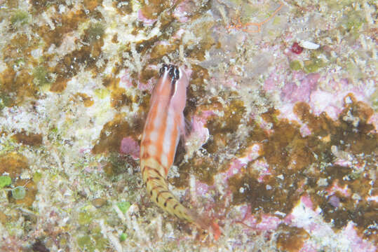 Image of Fiji clown blenny