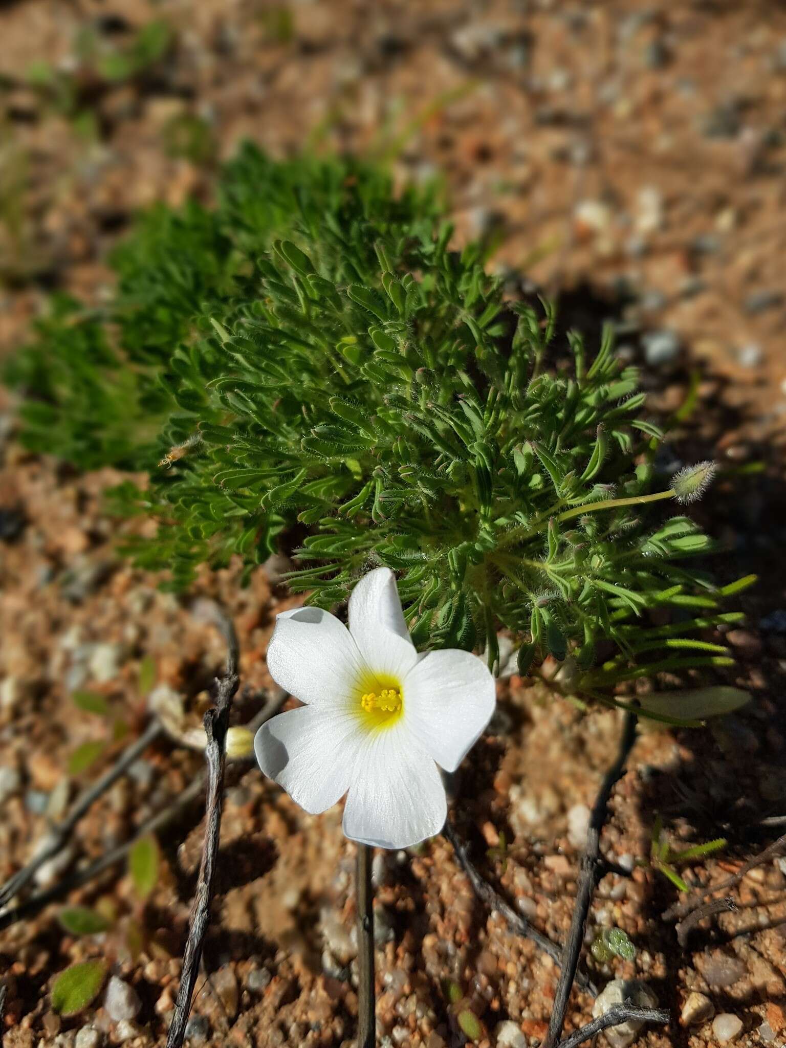 Sivun Oxalis furcillata Salter kuva