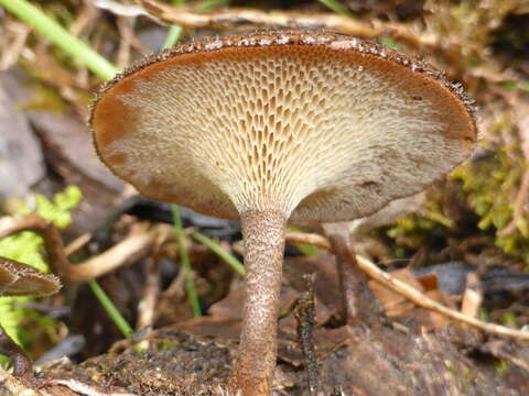 Image of Lentinus arcularius (Batsch) Zmitr. 2010