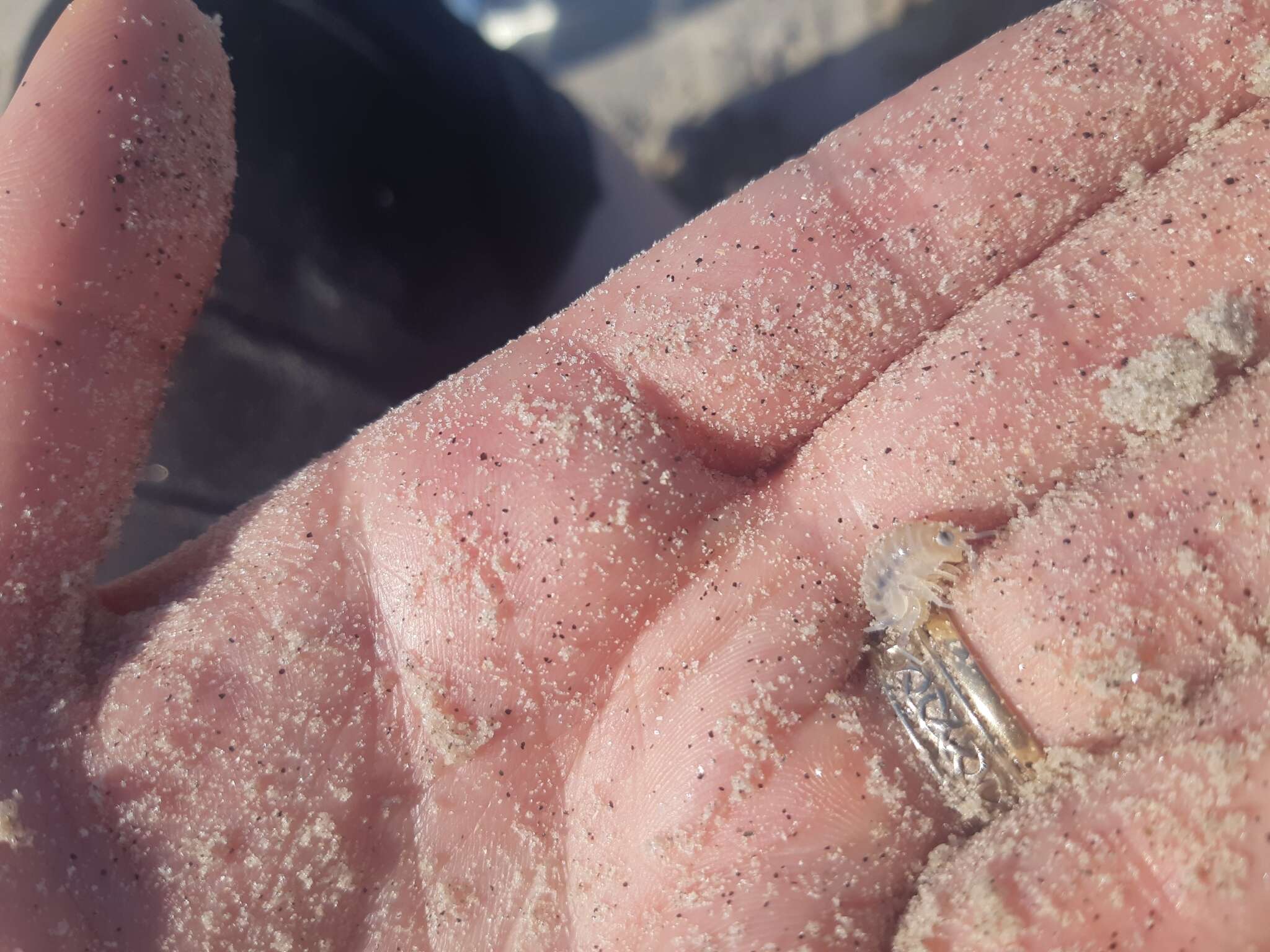 Image of northern big-eyed sandhopper