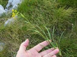 Sivun Bupleurum ranunculoides L. kuva