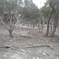 Image of Kangaroo Island Kangaroo