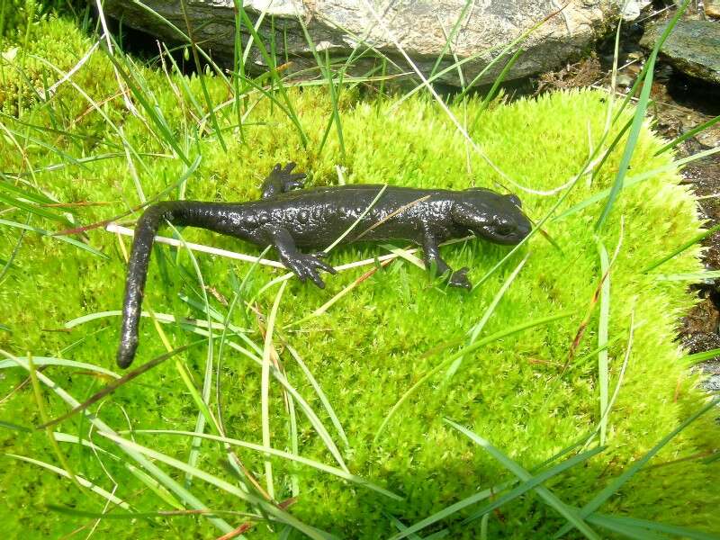 Image of Lanza's Alpine Salamander