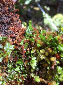 Hymenophyllum armstrongii (Bak.) Kuhn resmi