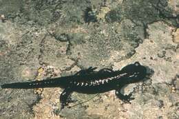 Image of Lanza's Alpine Salamander