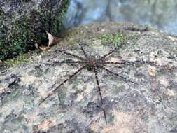 Image of Trechalea extensa (O. Pickard-Cambridge 1896)