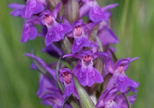 Image of Dactylorhiza elata subsp. sesquipedalis (Willd.) Soó