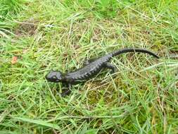 Image of Lanza's Alpine Salamander