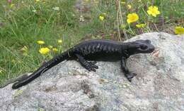 Image of Lanza's Alpine Salamander