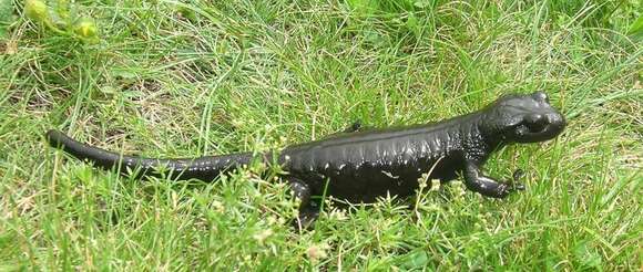 Sivun Salamandra lanzai Nascetti, Andreone, Capula & Bullini 1988 kuva