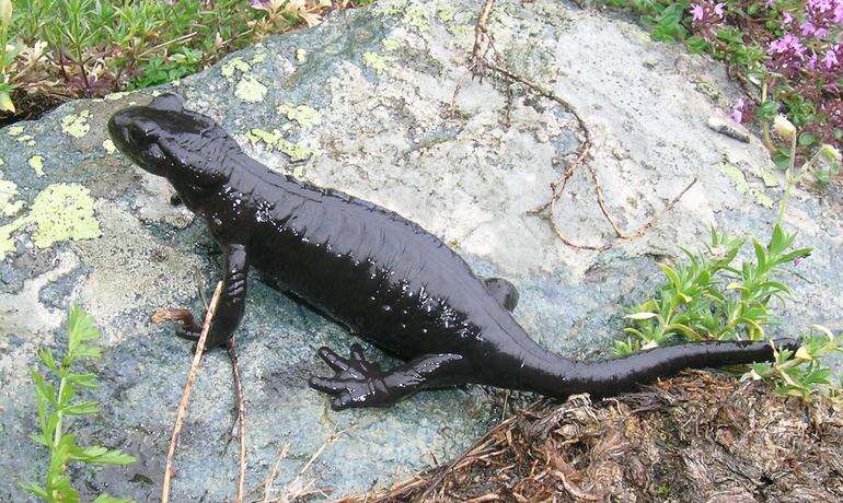 Image of Lanza's Alpine Salamander