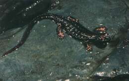 Image of spectacled salamander